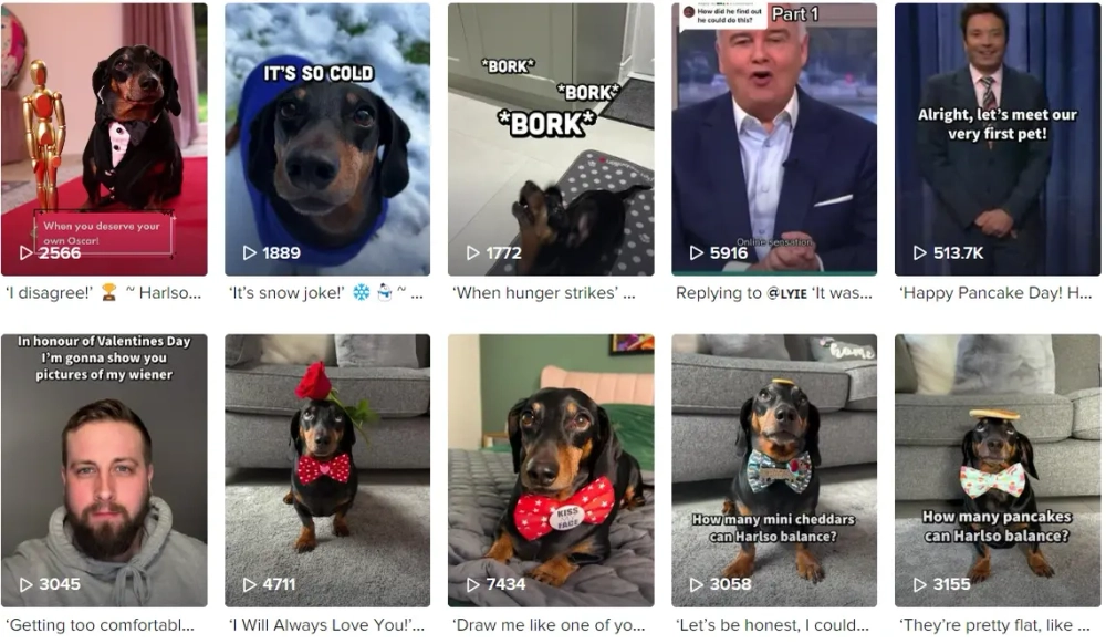 Harlso Best TikTok Pets Influencers in the UK