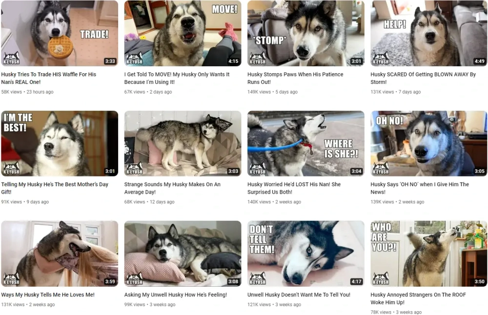 K'eyush Best YouTube Pets Influencers in the UK