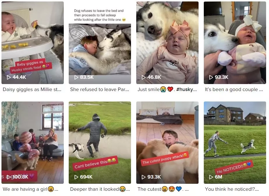 Rupert the Husky Pet Influencer