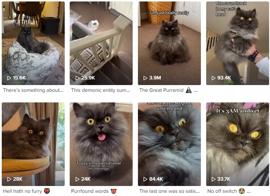 Bobbie the Persian Pet Influencer