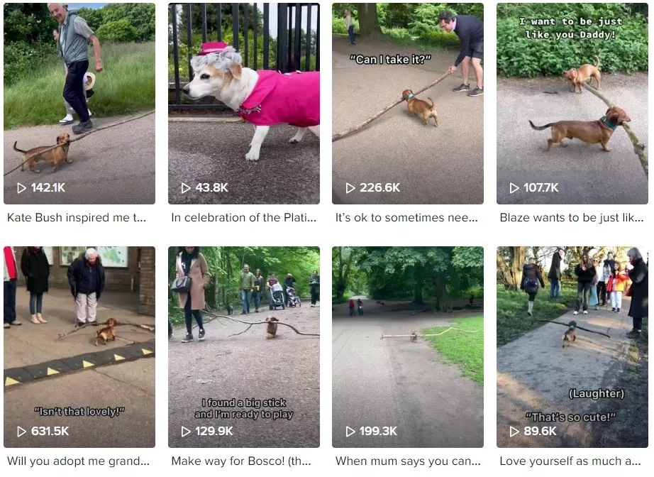 Bosco Pet Influencer