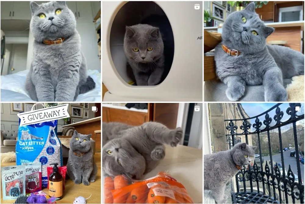 King Louis Best Instagram Pets Influencers in the UK
