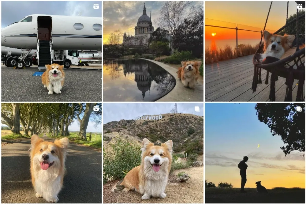 Marcel Le Corgi Best Instagram Pets Influencers in the UK