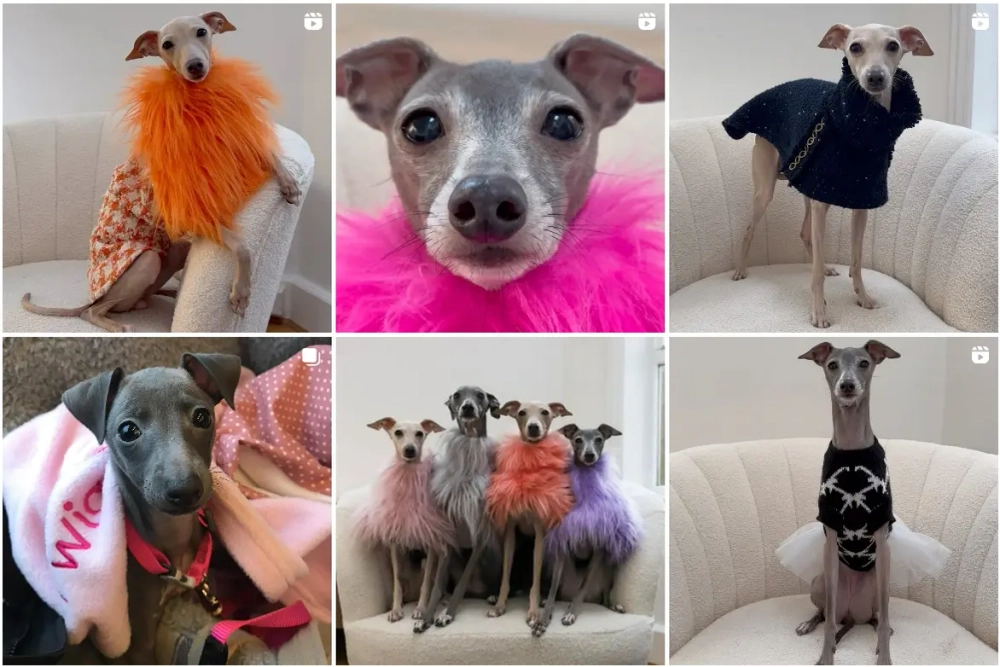 The Iggy Family Best Instagram Pets Influencers in the UK