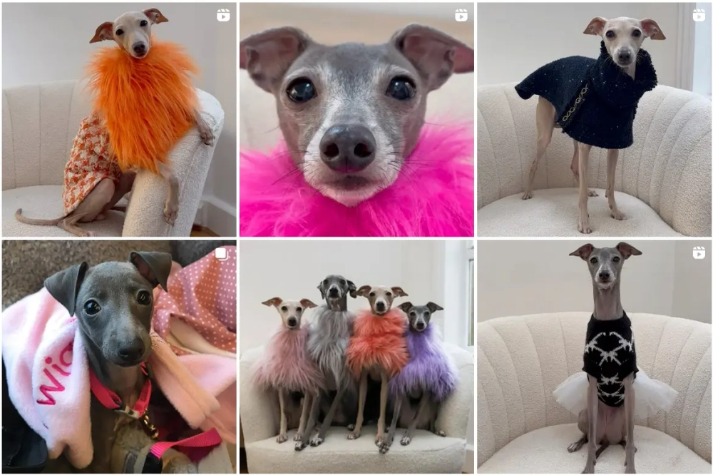 The Iggy Family Best Instagram Pets Influencers in the UK