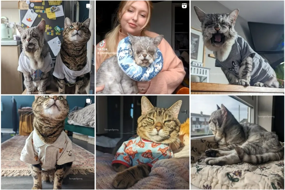 Toby & Quinton Best Instagram Pets Influencers in the UK