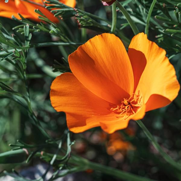 Macro shot of California poppy against blurred background at sunny day.