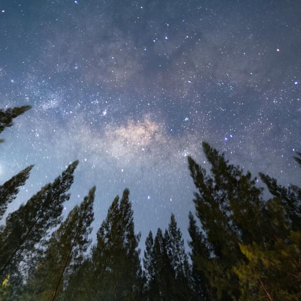 Skyline of trees in starry sky