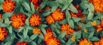 Closeup view of blooming orange flowers