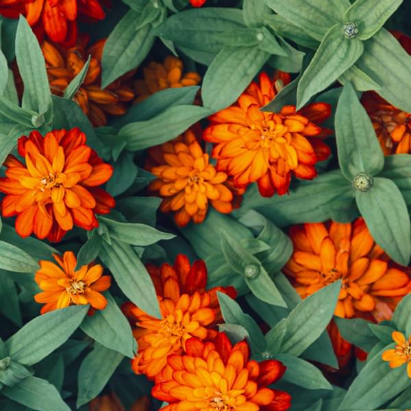 Closeup view of blooming orange flowers