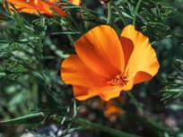 Macro shot of California poppy against blurred background at sunny day.