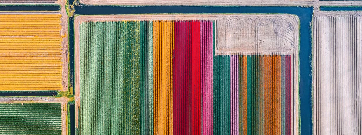 aerial view of a tulip farm from above with many fields of brightly colored tulips