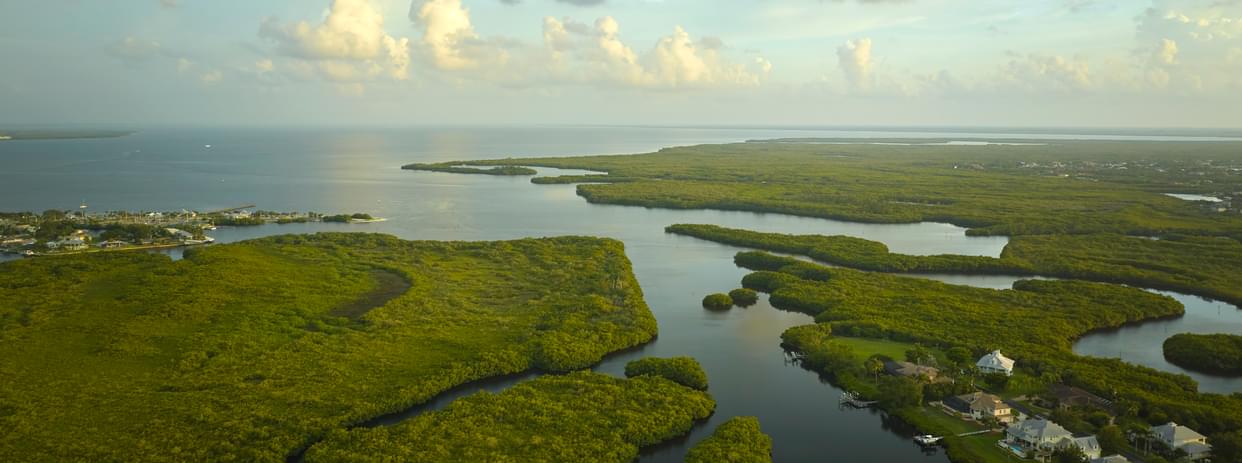 Landscape view of a marshland.