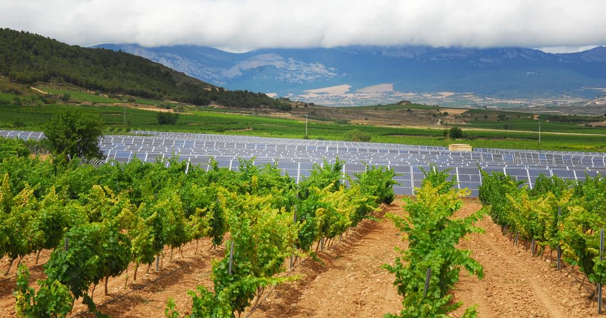 Rooted in Responsibility: Sustainable Practices in Winemaking