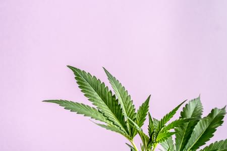 Blog Cannabis sex