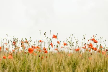Henry be Iicyia PYGGI unsplash