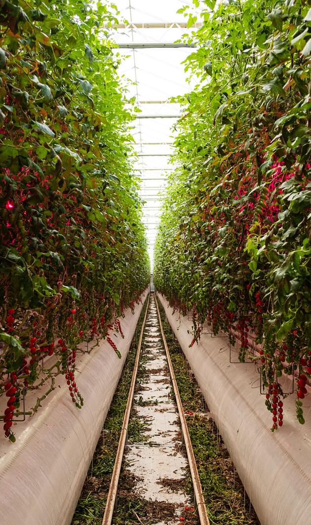 Vertical farm long 2