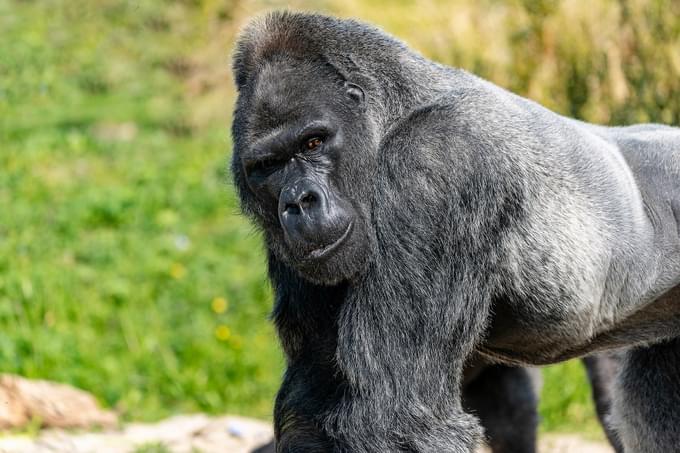 Gorilla - Hydrock appointed on new Bristol Zoo site