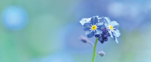 a singular Forget me not