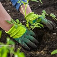 A pair of brightly gloved hands plant a tomato plant in rich soil