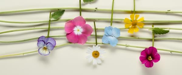 Brightly coloured flowers are arranged to look like musical notes on a stave of green twines