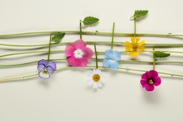 Brightly coloured flowers are arranged to look like musical notes on a stave of green twines
