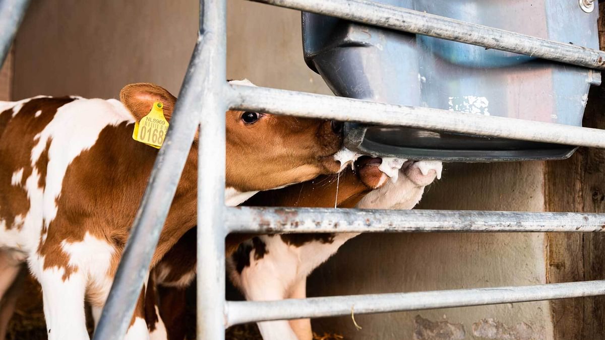 Quality Calf 25 Kalveren drinken speekselvorming