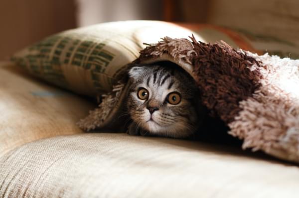 Kitten poking its head from under a blanket