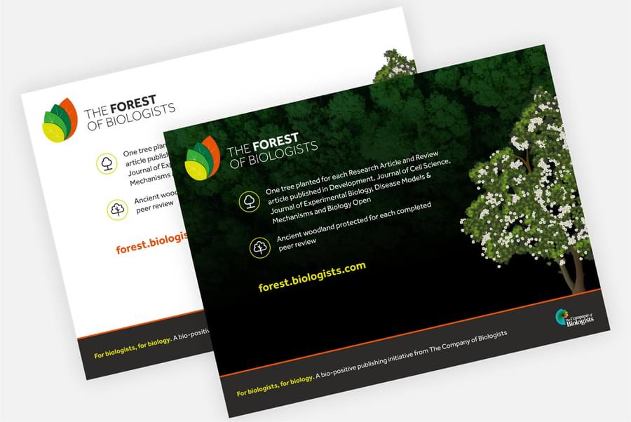 Two Powerpoint slides, one with a white background, the other a dark background with the overhead forest.