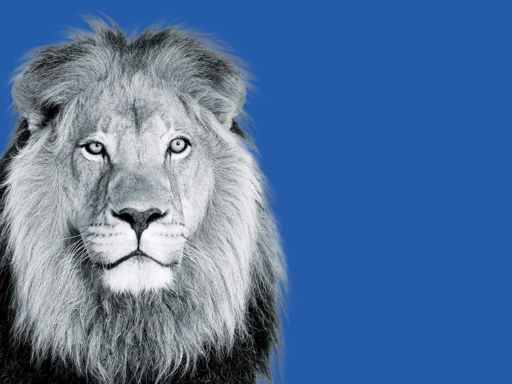 A lion looking at the camera. The lion has been recoloured to be black and white and is sitting on a blue background.