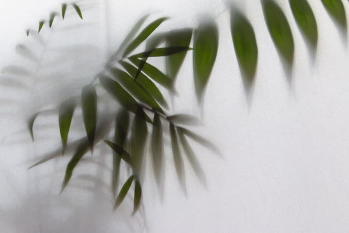 Blurred green plant