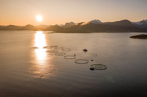 Aquaculture Ocean Fish