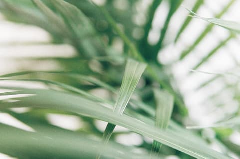 Closeup of green plant
