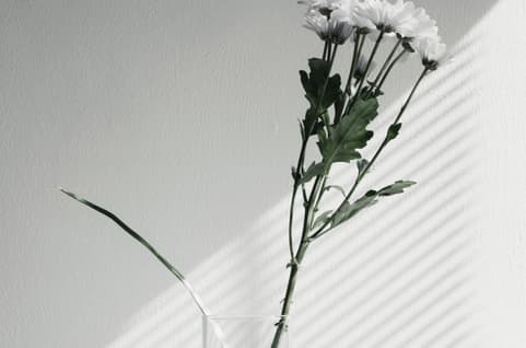 White flower