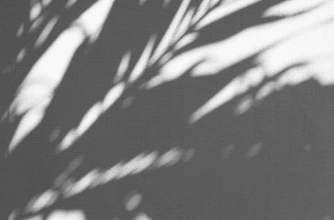 House plant shadow on wall
