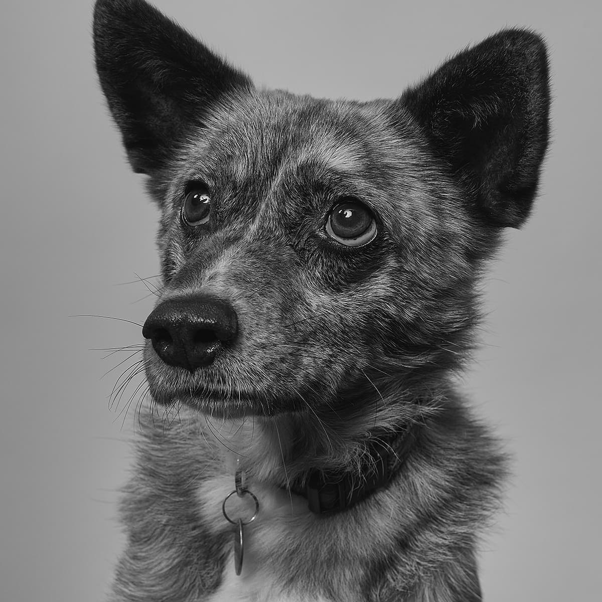 Harvey