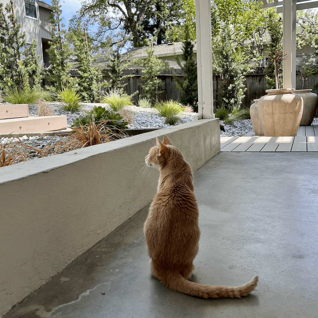 Max cat