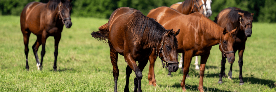 racehorse