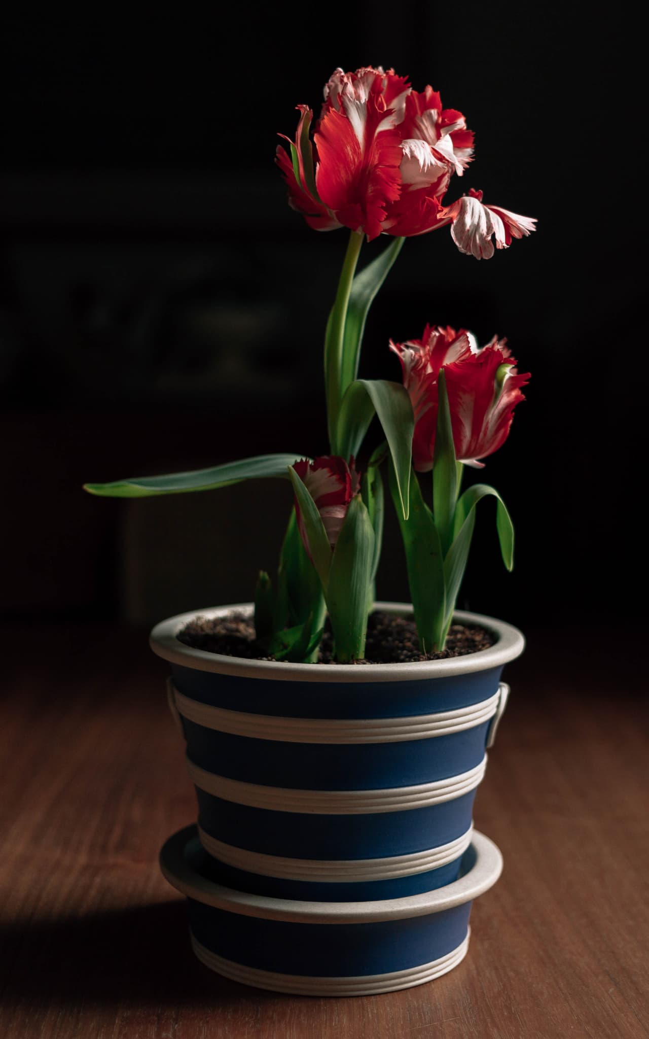 Silent flowers 3 2x