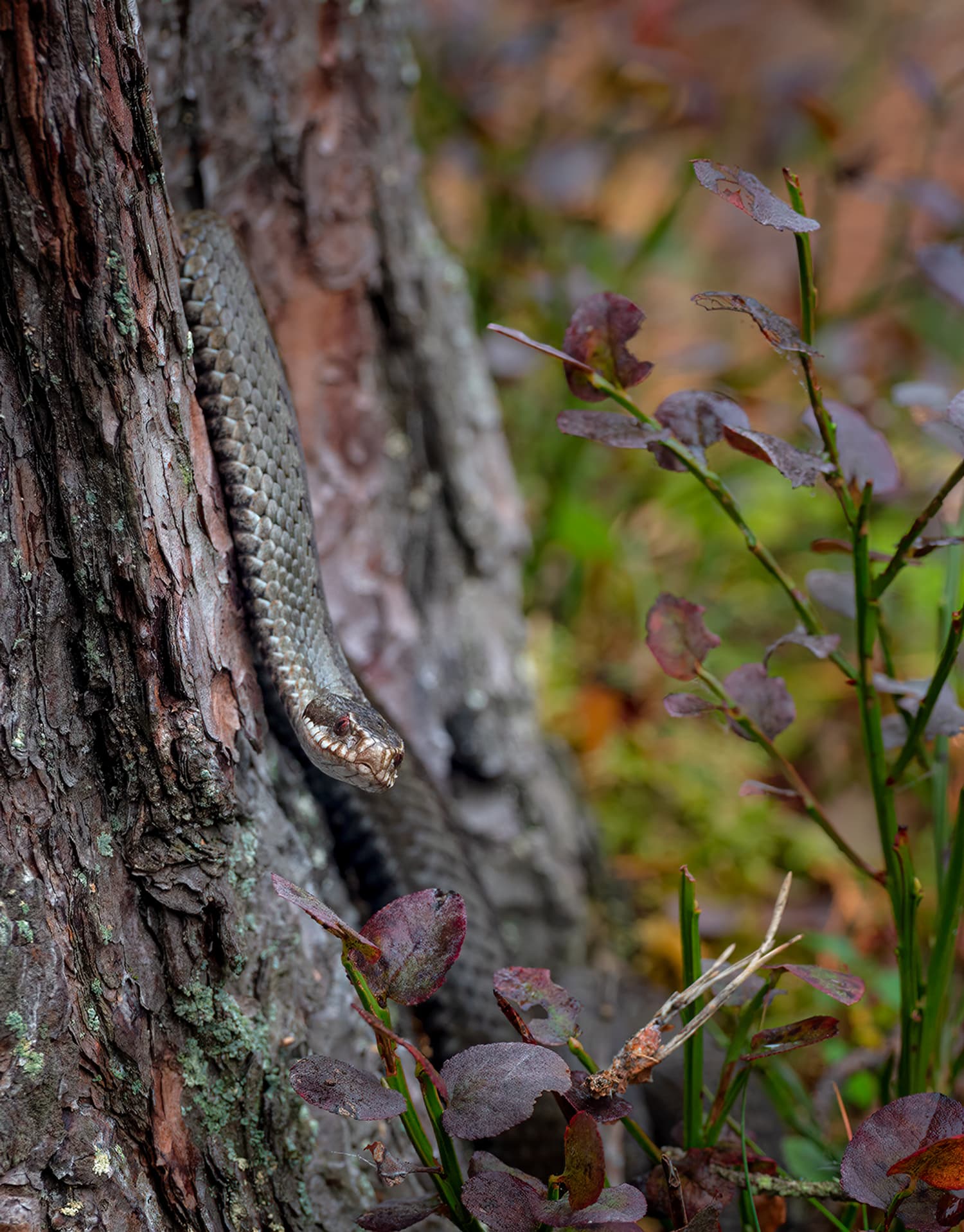 Adder