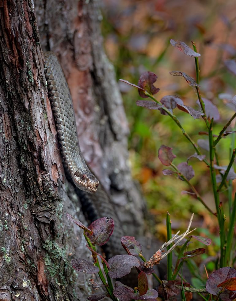 An Adder in the woods