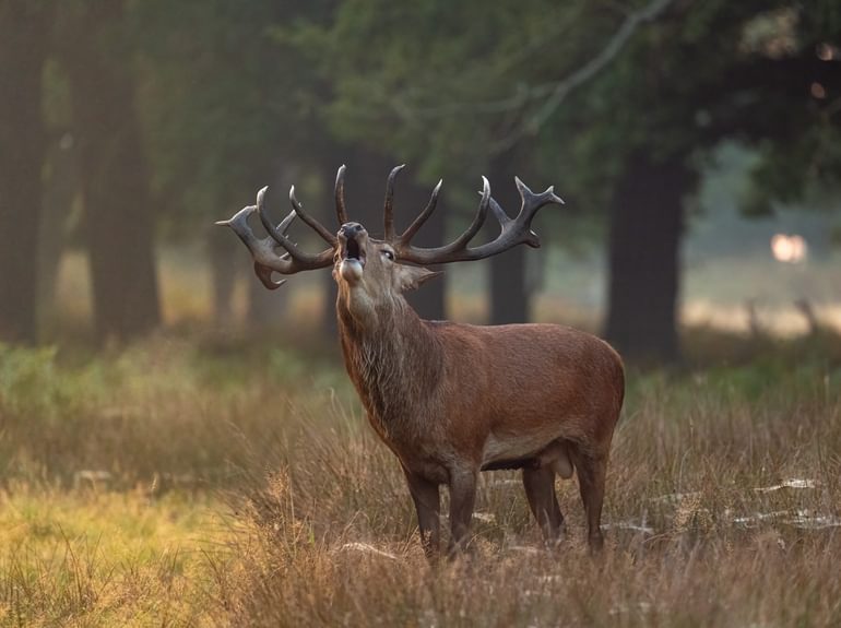 Bellowing Stag