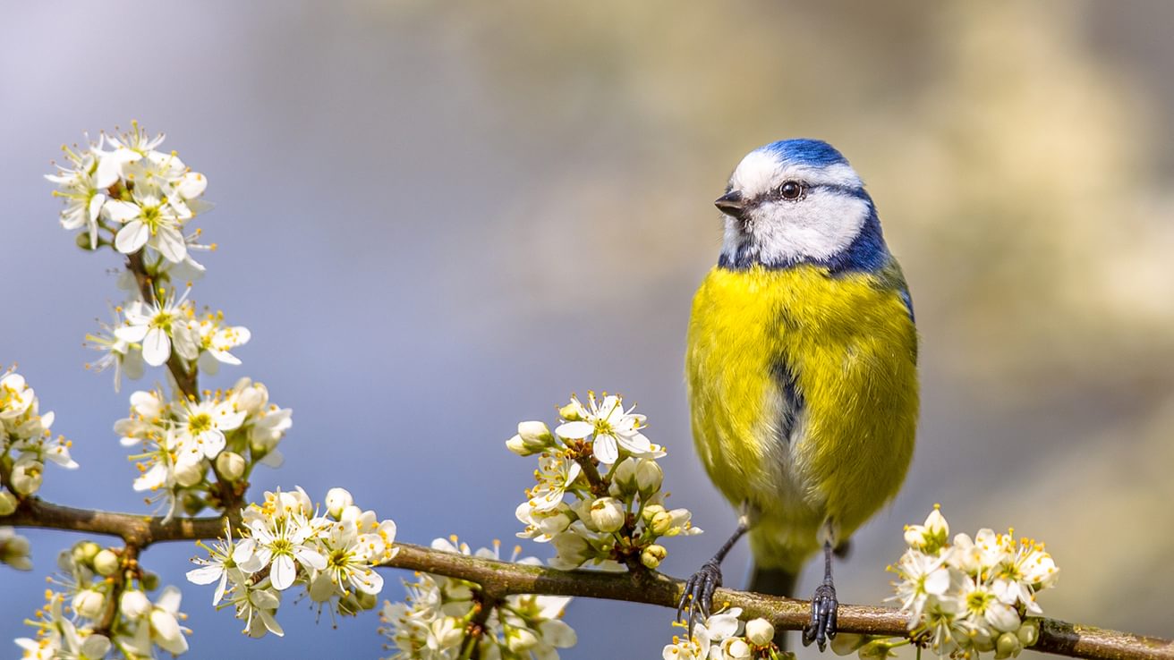 A Blue-tit in spring