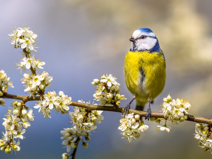 A Blue-tit in spring