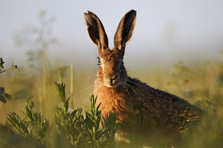 Brown Hare