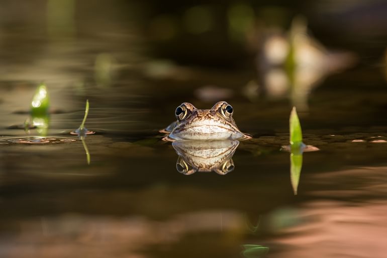 Common Frog in a pond