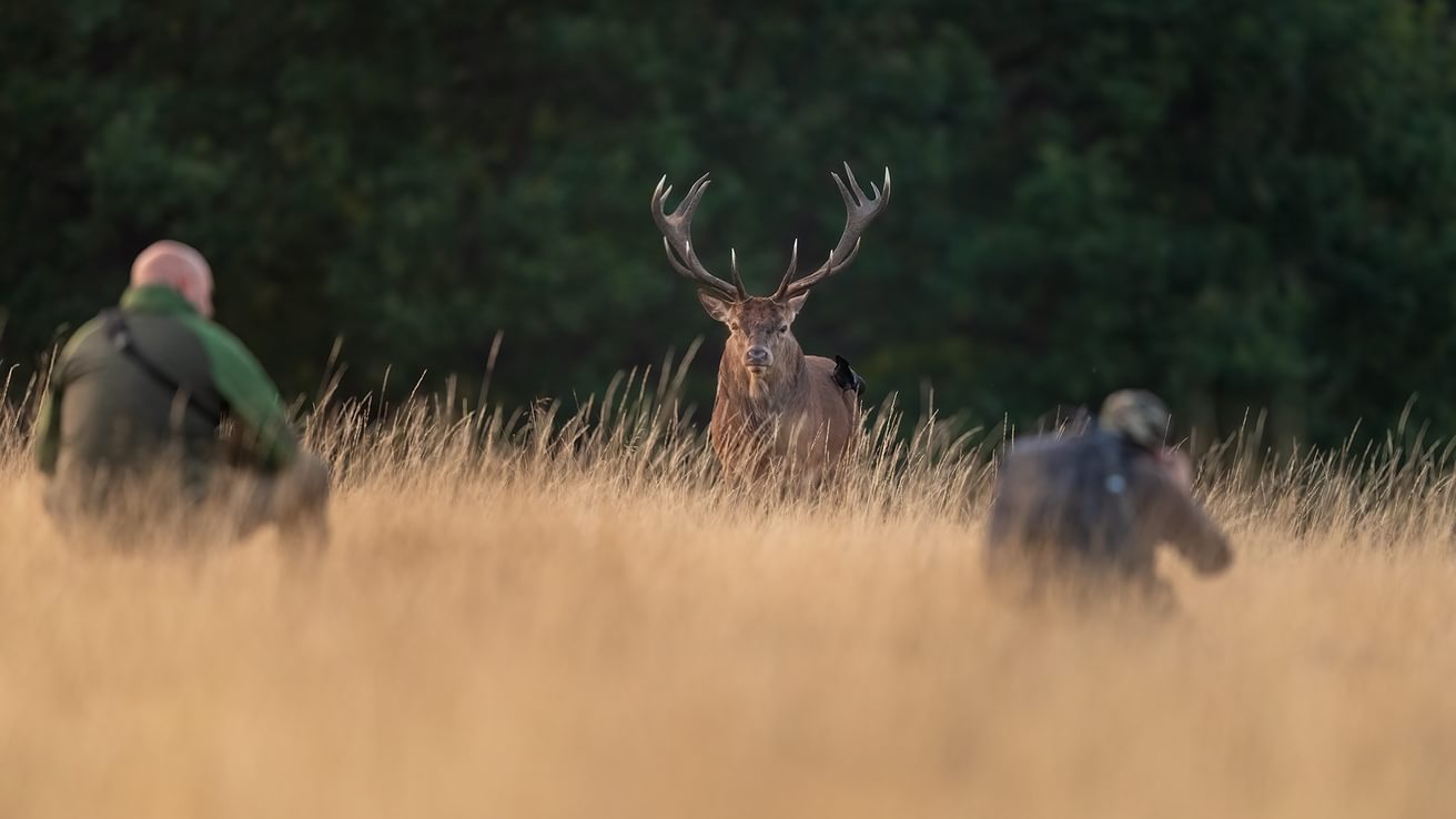 Deer safety