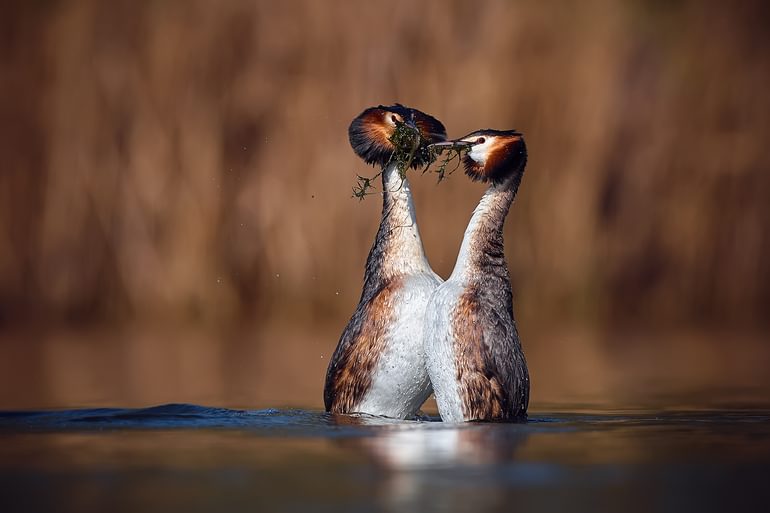 Great Crested Grebe mating ritual