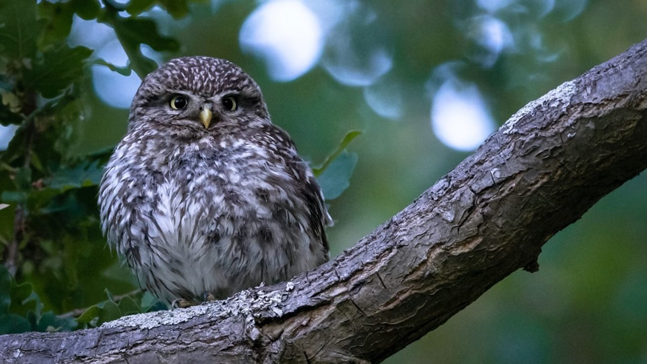 Little Owl Species