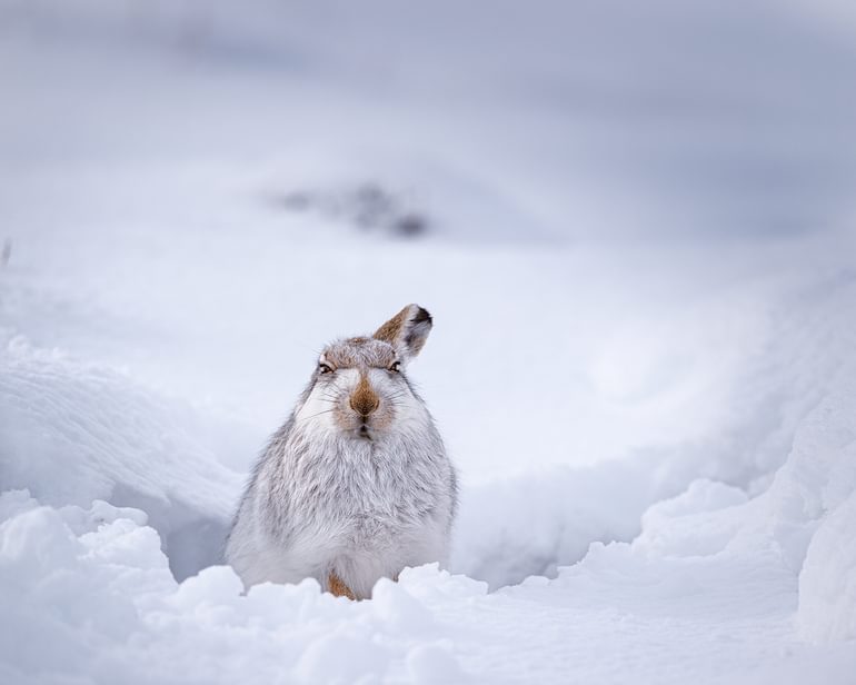 A Grumpy Mountain Hare in the snow